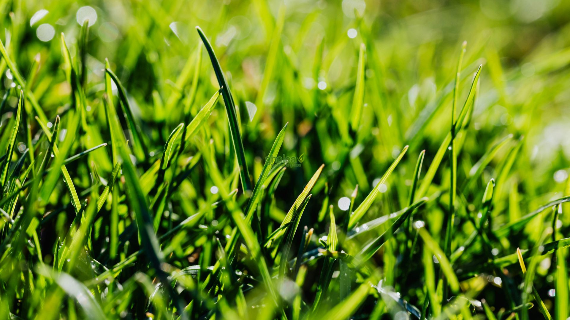 Rumput sintetis Terdekat